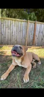 Royce, a male French Bulldog for sale in Woodburn, OR – 3 of 4
