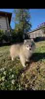 Astrid, a female Pomsky for sale in Woodburn, OR – 4 of 4