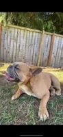 Royce, a male French Bulldog for sale in Woodburn, OR – 4 of 4