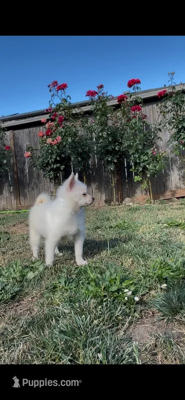 Daisy – Pomsky puppy for sale in Woodburn, OR