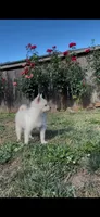 Daisy, a female Pomsky for sale in Woodburn, OR – 1 of 2