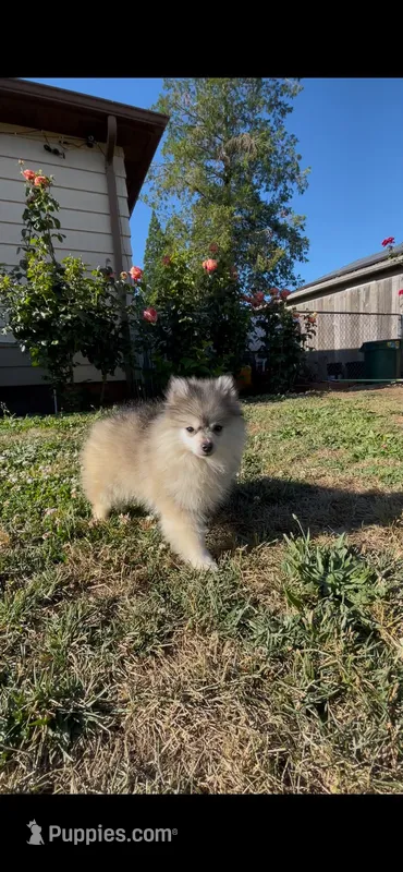Astrid – Pomsky puppy for sale in Woodburn, OR