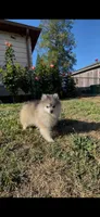 Astrid, a female Pomsky for sale in Woodburn, OR – 1 of 4