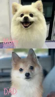 Foxxy, a female Pomsky for sale in Woodburn, OR – 2 of 2