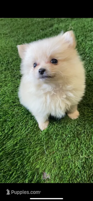 Zeus – Pomsky puppy for sale in Woodburn, OR
