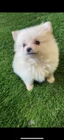 Zeus, a male Pomsky for sale in Woodburn, OR – 1 of 2