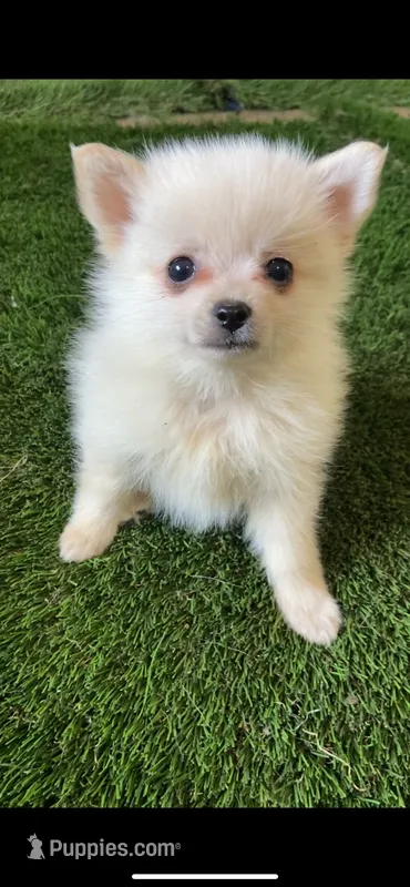 Azura – Pomsky puppy for sale in Woodburn, OR