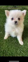 Azura, a female Pomsky for sale in Woodburn, OR – 1 of 2