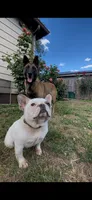 Fiona, a female French Bulldog for sale in Woodburn, OR – 2 of 2