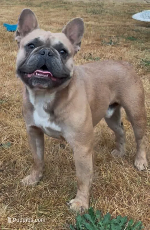 Royce – French Bulldog puppy for sale in Woodburn, OR