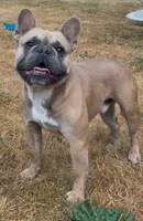 Royce, a male French Bulldog for sale in Woodburn, OR – 1 of 4