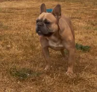Royce, a male French Bulldog for sale in Woodburn, OR – 2 of 4