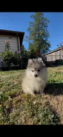 Astrid, a female Pomsky for sale in Woodburn, OR – 3 of 4