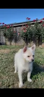 Chloe, a female Pomsky for sale in Woodburn, OR – 2 of 2