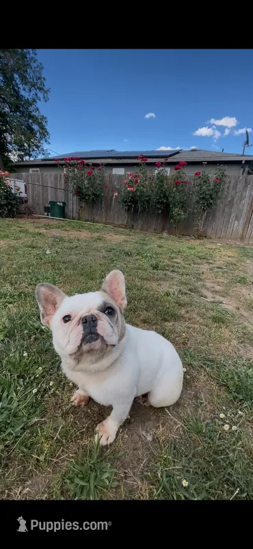 Fiona – French Bulldog puppy for sale in Woodburn, OR