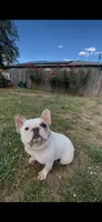 Fiona, a female French Bulldog for sale in Woodburn, OR – 1 of 2