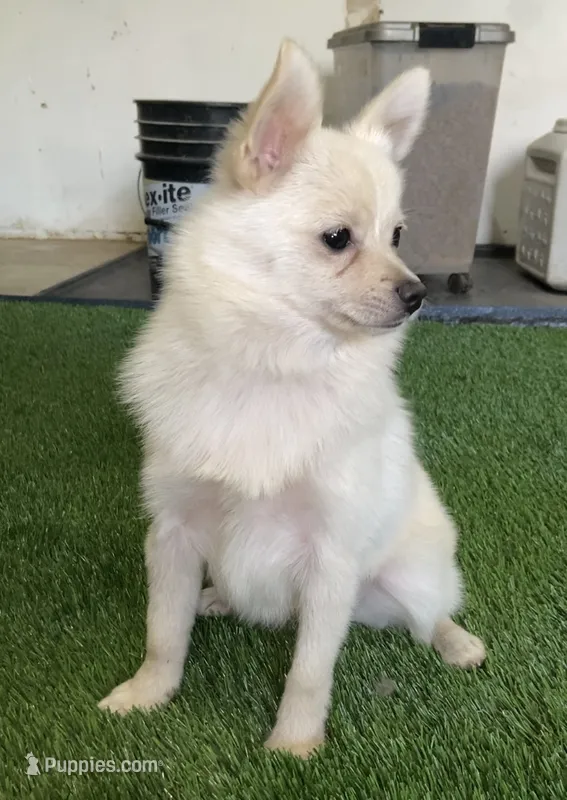 Chloe – Pomsky puppy for sale in Woodburn, OR