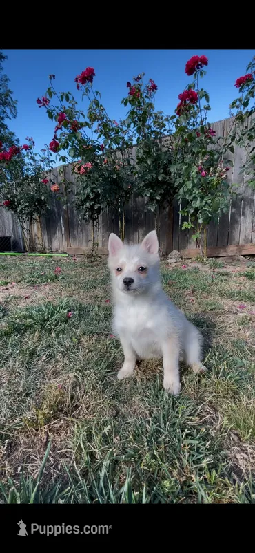 Chloe – Pomsky puppy for sale in Woodburn, OR