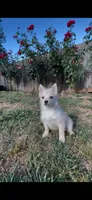 Chloe, a female Pomsky for sale in Woodburn, OR – 1 of 2