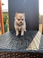 Stormie, a female Pomsky for sale in Woodburn, OR – 3 of 3