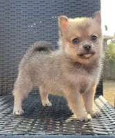 Stormie, a female Pomsky for sale in Woodburn, OR – 2 of 3