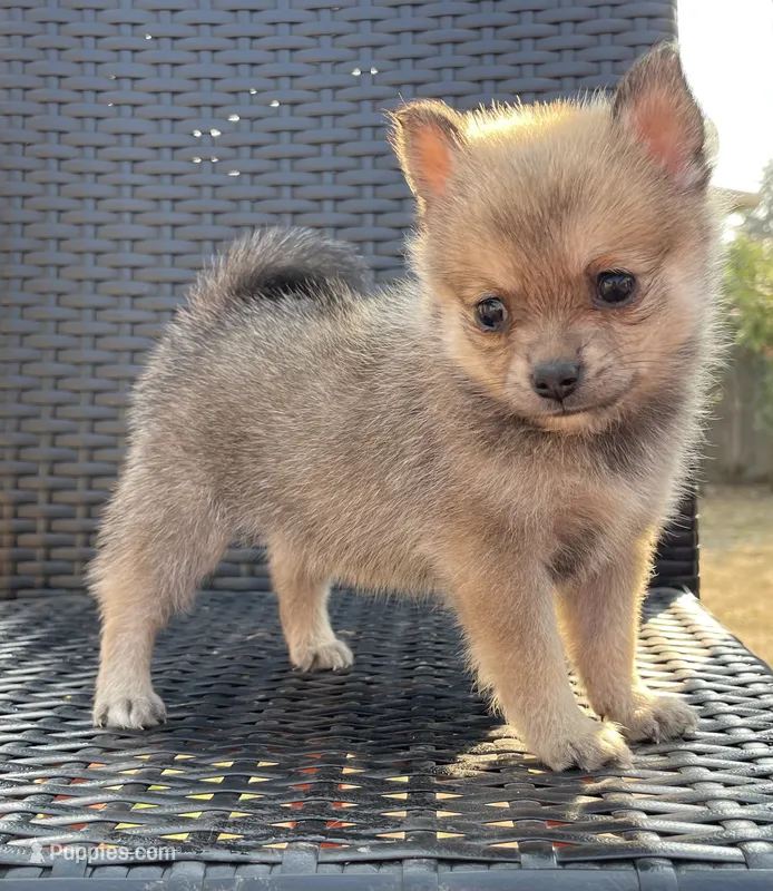 Stormie – Pomsky puppy for sale in Woodburn, OR