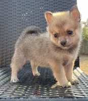 Stormie, a female Pomsky for sale in Woodburn, OR – 1 of 3
