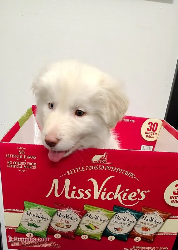 Ghost – Great Pyrenees puppy for sale in Chattanooga, TN