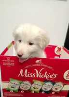 Ghost, a female Great Pyrenees for sale in Chattanooga, TN – Photo 1 of 4