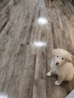 Ghost, a female Great Pyrenees for sale in Chattanooga, TN – Photo 4 of 4