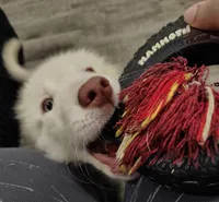 Ghost, a female Great Pyrenees for sale in Chattanooga, TN – Photo 2 of 4