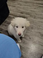 Ghost, a female Great Pyrenees for sale in Chattanooga, TN – Photo 3 of 4