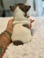 Blue tri male, a male Chihuahua for sale in Clovis, CA – 3 of 3
