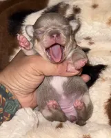 Lavander and tan , a female Chihuahua for sale in Clovis, CA – 1 of 3