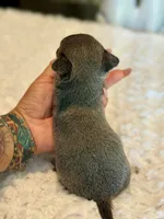 Blue and tan boy, a male Chihuahua for sale in Clovis, CA – 2 of 3