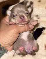 Lavander and tan , a female Chihuahua for sale in Clovis, CA – 3 of 3