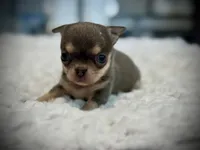 Blue and tan boy, a male Chihuahua for sale in Clovis, CA – 3 of 3