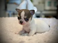 Blue tri male, a male Chihuahua for sale in Clovis, CA – 2 of 3