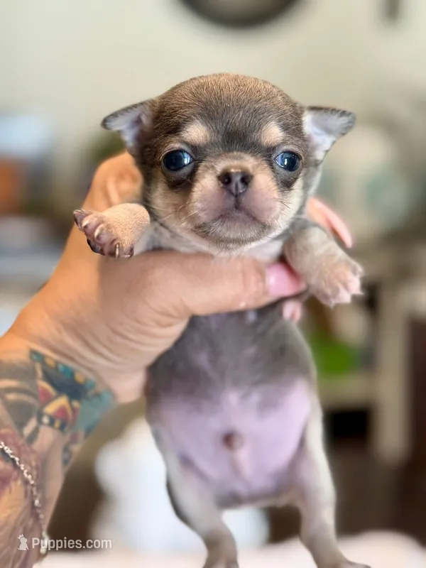 Blue and tan boy – Chihuahua puppy for sale in Clovis, CA