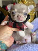 Lavander boy 2 , a male Chihuahua for sale in Clovis, CA – 2 of 3