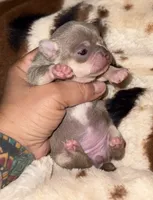 Lavander and tan , a female Chihuahua for sale in Clovis, CA – 2 of 3