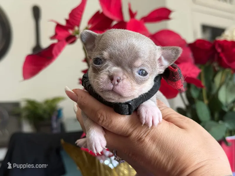 Lavander male , a male Chihuahua for sale in Clovis, CA – 1 of 3