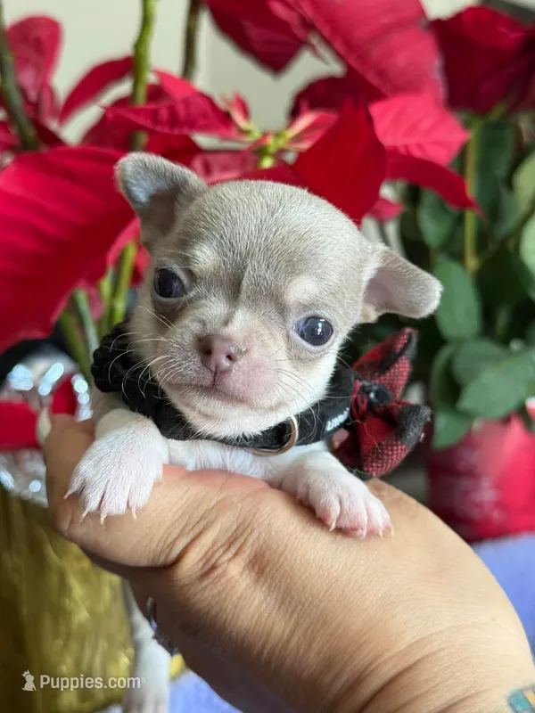 Lavander boy 2 , a male Chihuahua for sale in Clovis, CA – 1 of 3