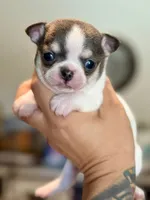 Blue tri male, a male Chihuahua for sale in Clovis, CA – 1 of 3