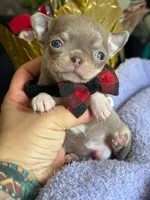 Lavander male , a male Chihuahua for sale in Clovis, CA – 3 of 3