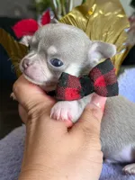 Lavander boy 2 , a male Chihuahua for sale in Clovis, CA – 3 of 3