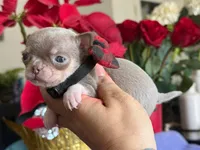 Lavander male , a male Chihuahua for sale in Clovis, CA – 2 of 3