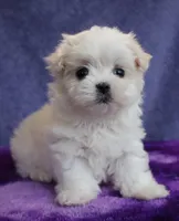 Finn, a female Maltese for sale in Long Beach, CA – Photo 3 of 4