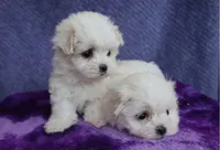 Finn, a female Maltese for sale in Long Beach, CA – Photo 4 of 4