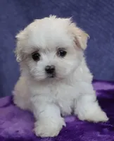 Finn, a female Maltese for sale in Long Beach, CA – Photo 2 of 4